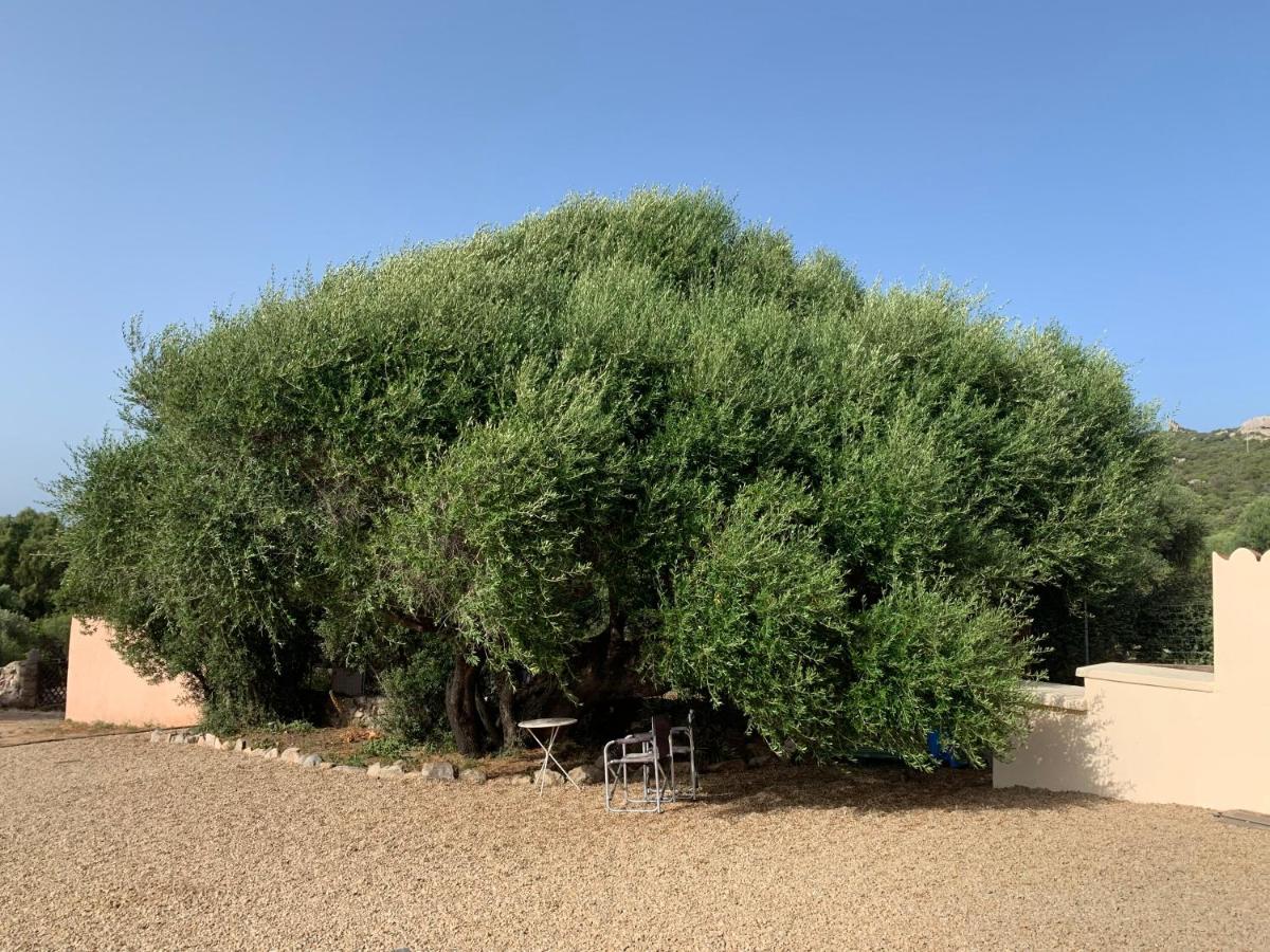 בית הארחה רנה מג'ורה 	Stazzu Nuraghe Mannucciu מראה חיצוני תמונה